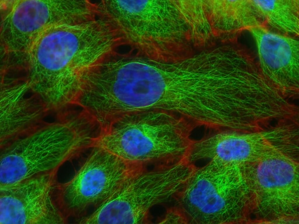 Mikroskopibilde av menneskeceller brukt som illustrasjon av NAD